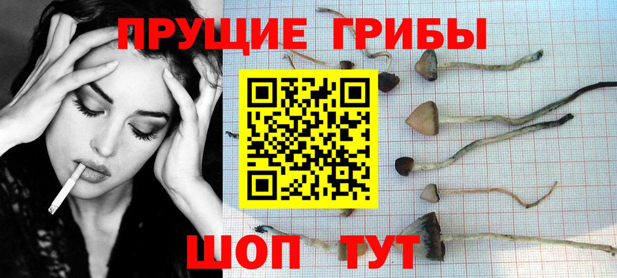 Псилоцибиновые грибы GOLDEN TEACHER  Галлюциногенные грибы мицелий  Кинешма  Вход с VPN 